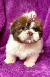 Filhotes de Shih-tzu