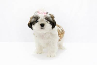 Lindos filhotes de SHIH TZU 