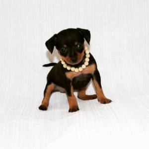 PINSCHER MINIATURA