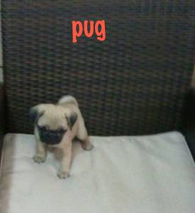 pug machos e femeas PARCELAMOS NO CARTO