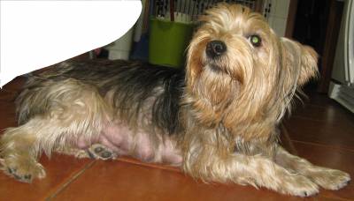 Cachorros YorkShire Terrier Mdio