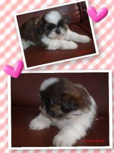 shih tzu machos e femeas PARC CARTO