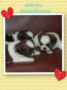 shih tzu machos e femeas PARC CARTO