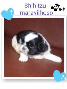 shih tzu machos e femeas PARC CARTO