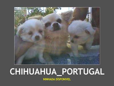 Chihuahau de pelo 