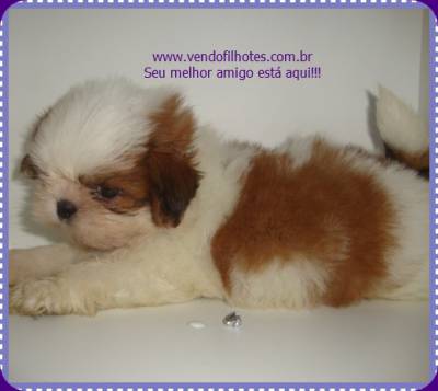 shih tzu filhotes parcelamos ALTA QUALIDADE