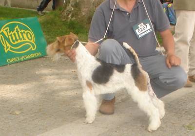 Fox Terrier Wire