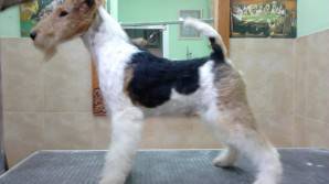 Fox Terrier Wire