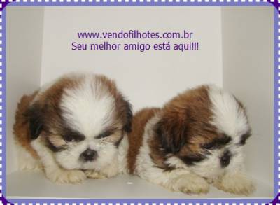 SHIH TZU MACHOS E FEMEAS PARCELAMOS