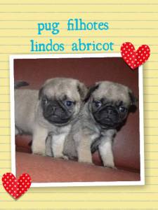 pug abricot machos e femeas PARCELAMOS 