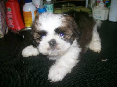 vendo lindos filhotes de shih tzu minie padro