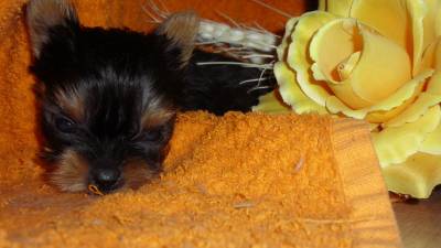 Yorkshire Terrier Economicos