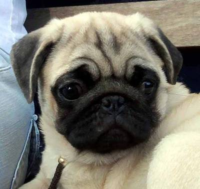 Filhotes de Pug Abricot Ou Preto Sp Zsul