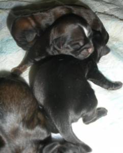 Perfeitos Shih tzu RJ Perfeitos Shih tzu RJ