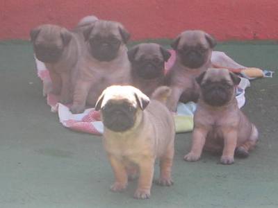 VENDO PUGS PRETO E ABRICOT