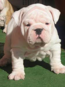 CANIL DE BULLDOG INGLES