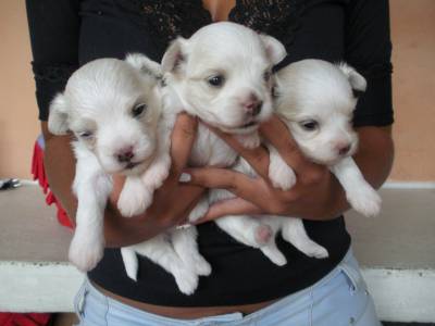 Lindas Femeas de Maltes RJ Lindas Femeas de Maltes RJ