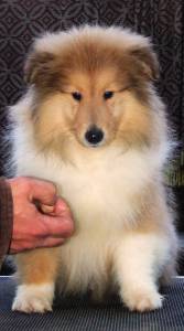 Rough Collie - Lassie