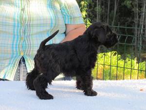 Schnauzer  Escarambon