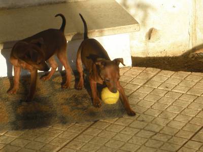 PINCHERS MINIATURAS cachorros EXCELENTES