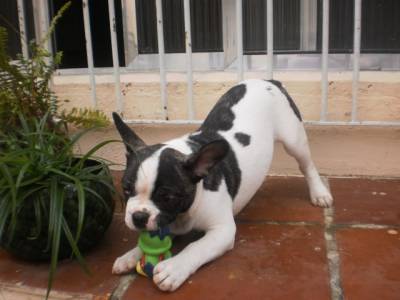lindo filhote de buldogue francês macho lindo filhote de buldogue francês macho