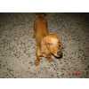 Dachshund Macho de LINGUICINHA para cruza em Canoas