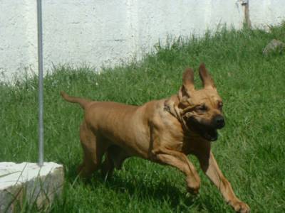 FILA BRASILEIRO - GUARDA POR EXCELENCIA