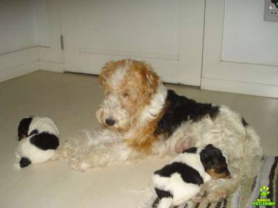 Filhotes de Fox Terrier Pelo Duro