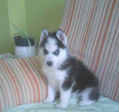 HUSKYS SIBERIANOS SIERRA DE GATA