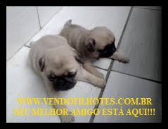 pug machos e femeas parcelamos no carto  