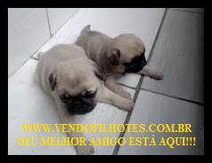 pug machos e femeas parcelamos no cartão pug machos e femeas parcelamos no cartão