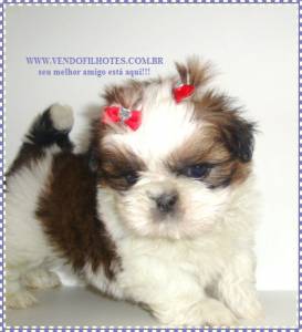 shih tzu machos e femeas parcelamos