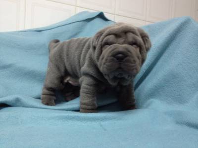 Sharpei Shar Pei Azul - Pai campeo de Portugal