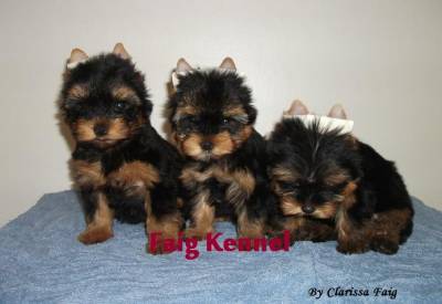YORKSHIRE TERRIER YORKSHIRE TERRIER