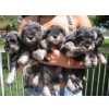 Schnauzer Miniatura (ano) FILHOTES DE SCHNAUZER MINI RJ