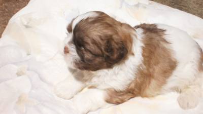 filhotes de shih tzu chocolate