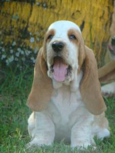 BASSET HOUND - O VERDADEIRO AMIGO