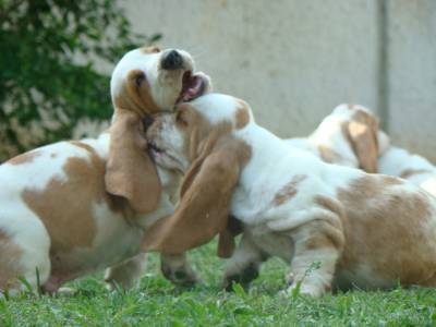 BASSET HOUND - UM AMOR PARA A SUA VIDA