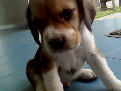 BEAGLE - Nova Ninhada - TRICOLOR