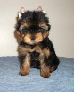 YORKSHIRE TERRIER YORKSHIRE TERRIER
