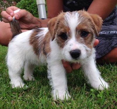 JACK RUSSELL TERRIERS do Vale da Capucha