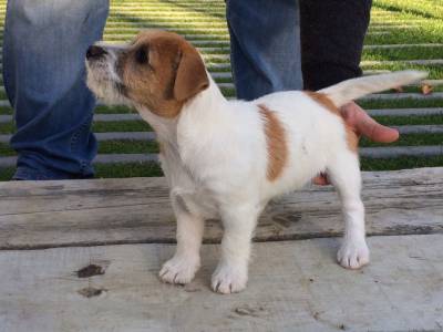 JACK RUSSELL TERRIERS do Vale da Capucha