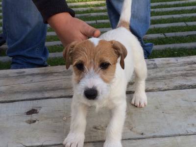 JACK RUSSELL TERRIERS do Vale da Capucha