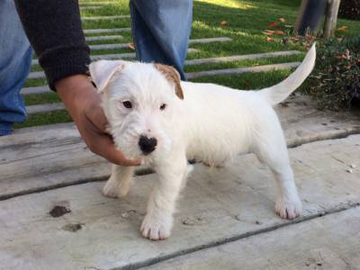 JACK RUSSELL TERRIERS do Vale da Capucha