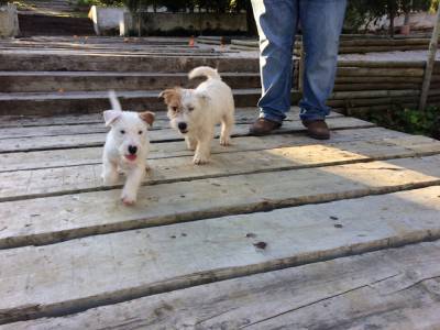 JACK RUSSELL TERRIERS do Vale da Capucha