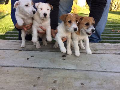 JACK RUSSELL TERRIERS do Vale da Capucha