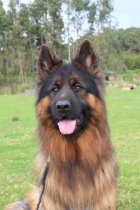 Pastor Alem�o Qualidade Superior 