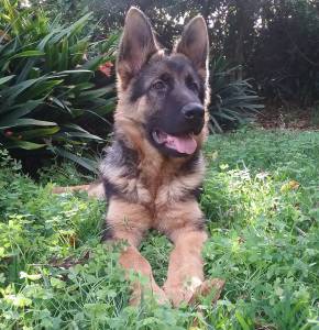 Pastor Alem�o Qualidade Superior 