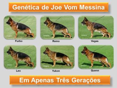 Pastor Alem�o Qualidade Superior 