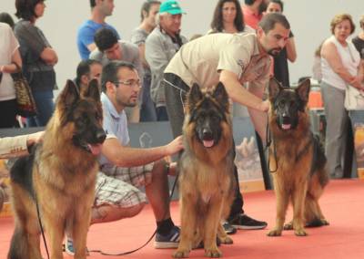 Pastor Alem�o Qualidade Superior 